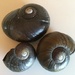 Kauri Snail shells (paryhanta app) by Dawn