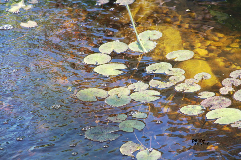 0601_3998 lily pond by pennyrae