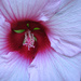 Hibiscus by tracys