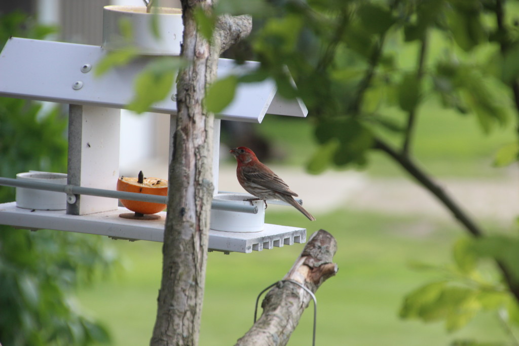 Finch at Oriole Feeder by bjchipman