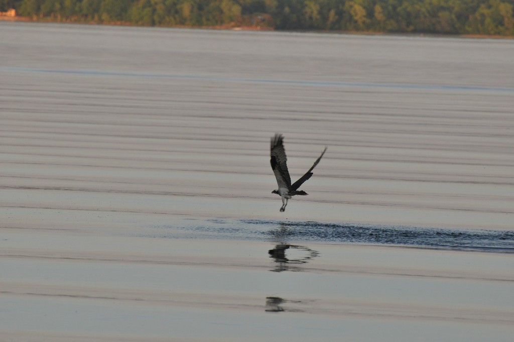 Osprey Going in for the Catch by frantackaberry