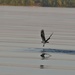Osprey Going in for the Catch by frantackaberry