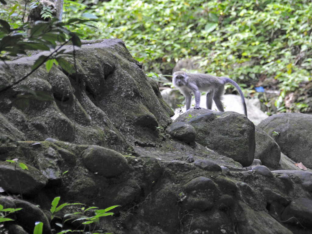 Local Monkey looking at me by ianjb21