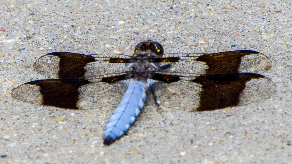 Common Whitetail Dragonfly by rminer