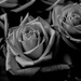 Veins in Roses by gigiflower