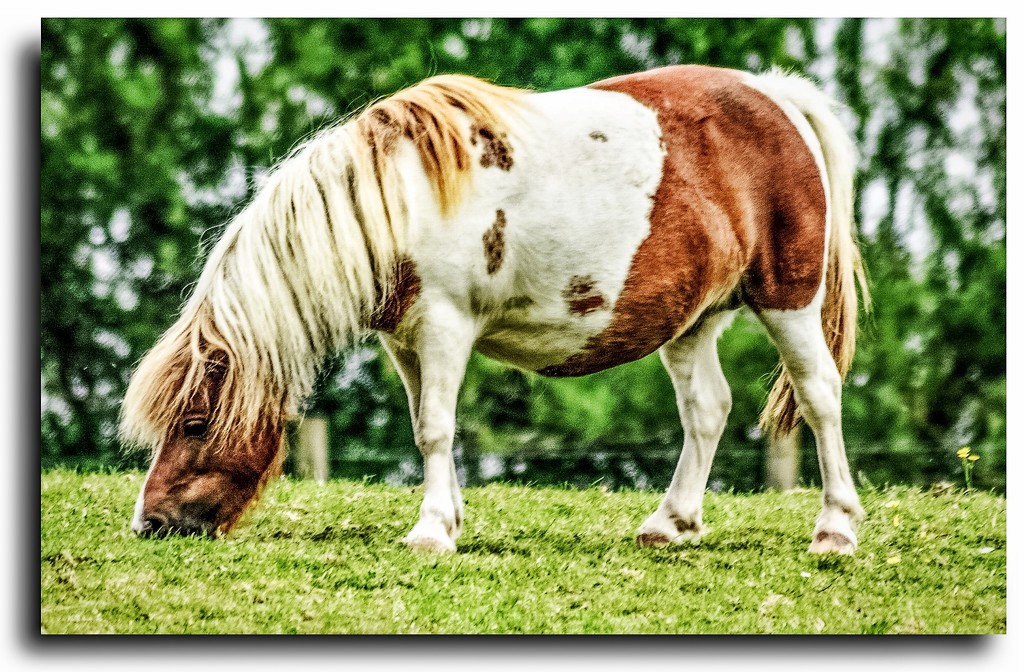 Pony Trek  by stuart46