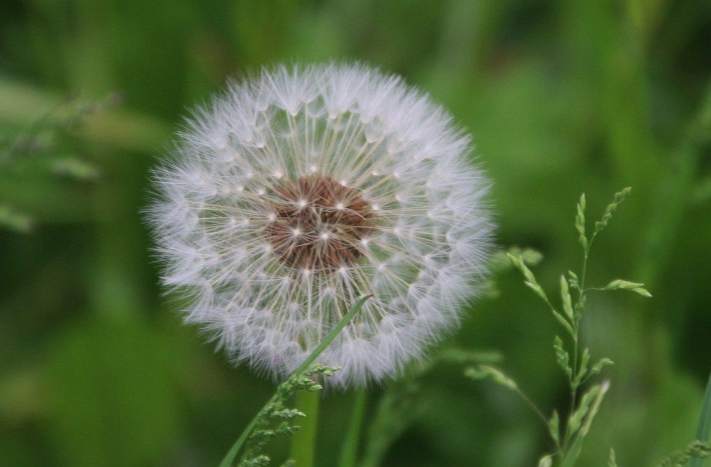 Dandilion Clock by oldjosh