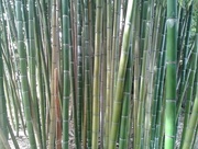 5th Jun 2016 - Bamboo
