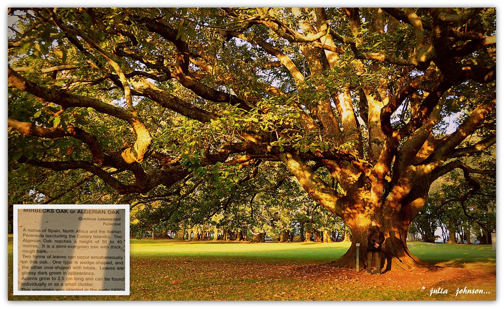 Oak Tree Domain.. by julzmaioro