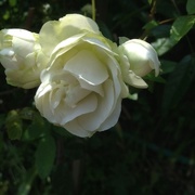 5th Jun 2016 - Rose in my front garden
