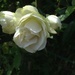Rose in my front garden by denidouble