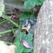 Sole surviving fledgeling from the nest box by 30pics4jackiesdiamond