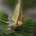 Yellow Moth by shepherdmanswife