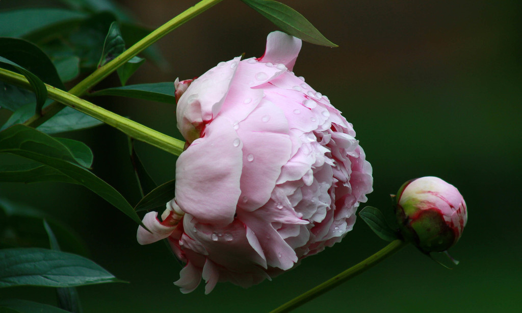 My peonies by mittens