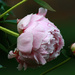 My peonies by mittens