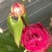 Peony Flower buds by cataylor41