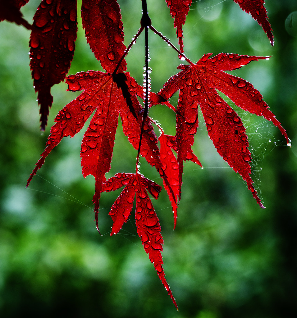 Maple Leaves, web, pearls and Bokeh  by jgpittenger