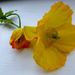 Welsh poppies... by snowy