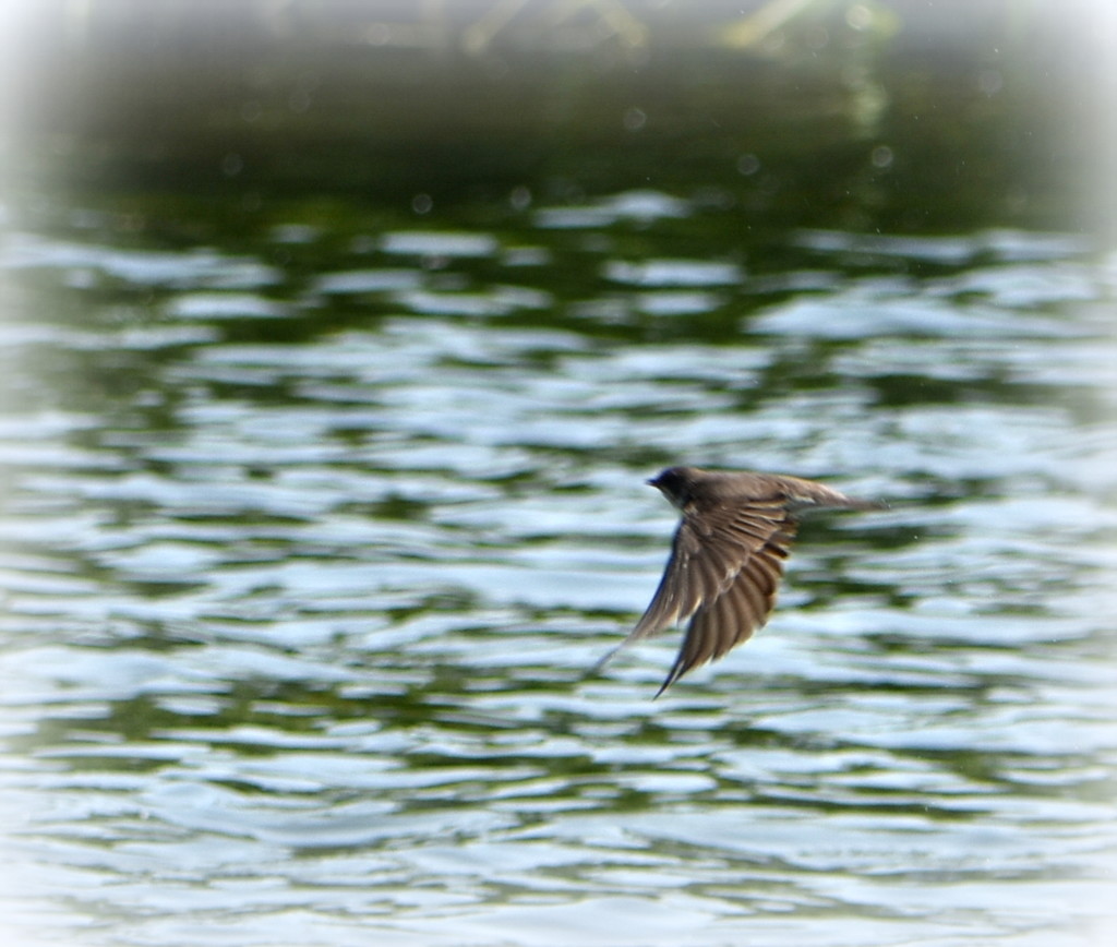 I was told that this was a sand martin by rosiekind