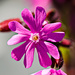 Closeup of my Midsummer flower by elisasaeter