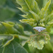 Bug on a leaf! by fayefaye