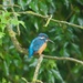 Male Kingfisher by padlock