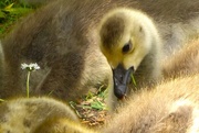 5th Jun 2016 - A flower for the gosling