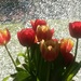 Tulips and diamonds  by sarah19