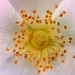 Centre of a wild Dog Rose by julienne1