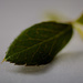 macro - leaf 2 by jackies365