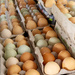 Eggs at Market by houser934