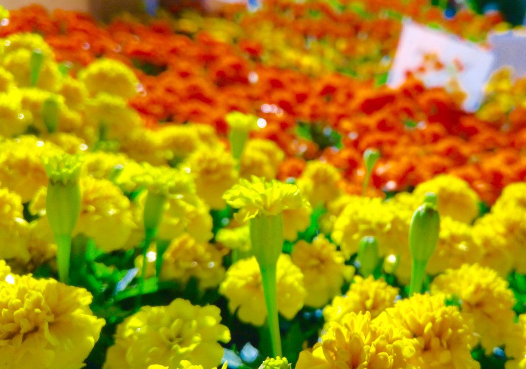 Flowers at Market by houser934