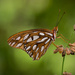 Another Gulf Fritillary Butterfly! by rickster549