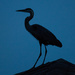 Late, late afternoon Blue Heron! by rickster549