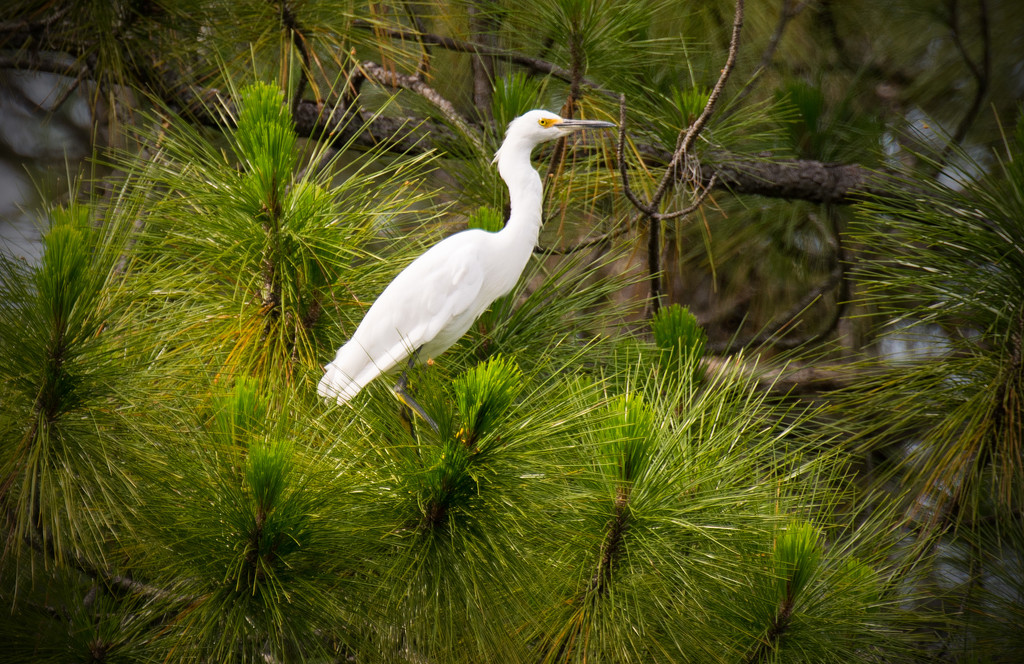 Snowy Egret in the Pines! by rickster549