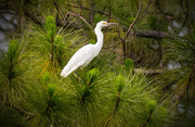5th Jun 2016 - Snowy Egret in the Pines!