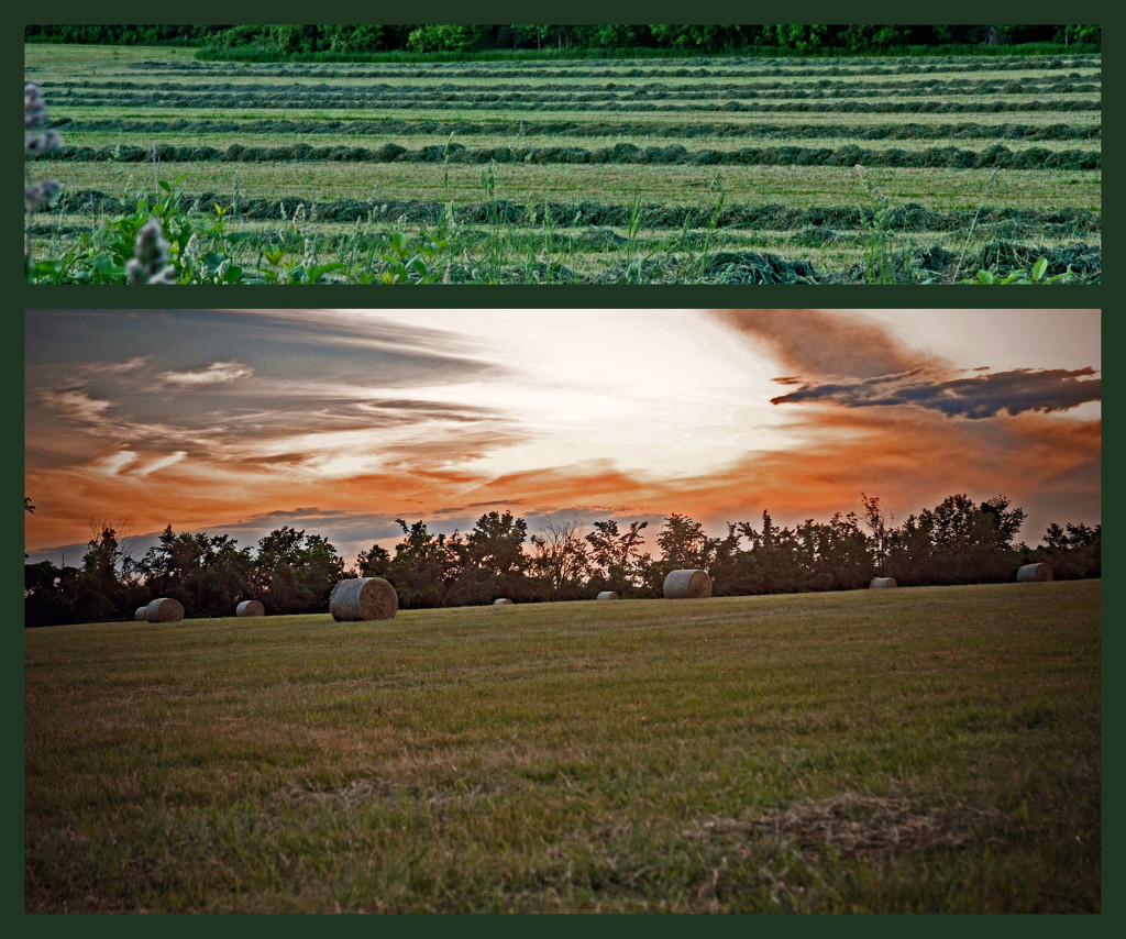 Hay Collage by farmreporter