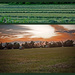 Hay Collage by farmreporter