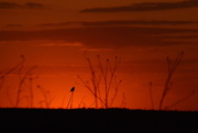 4th Jun 2016 - Meadowlark at Kansas Sunset
