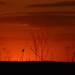 Meadowlark at Kansas Sunset by kareenking