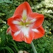Amaryllis -The second coming by bulldog