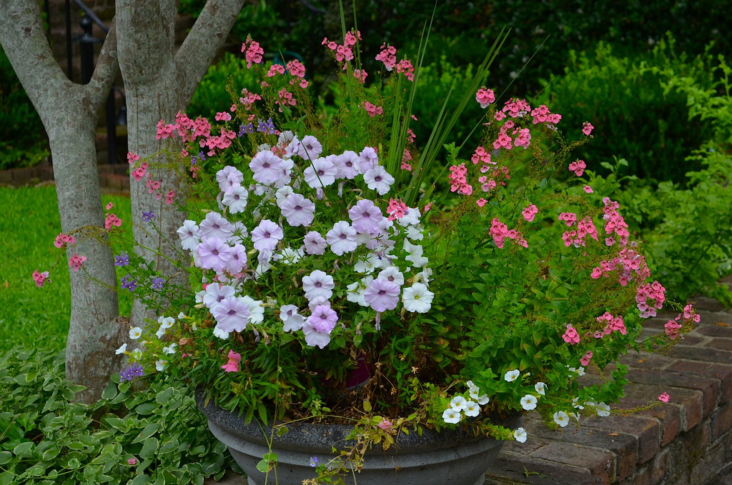 Container flower garden, historic district, Charleston, SC by congaree