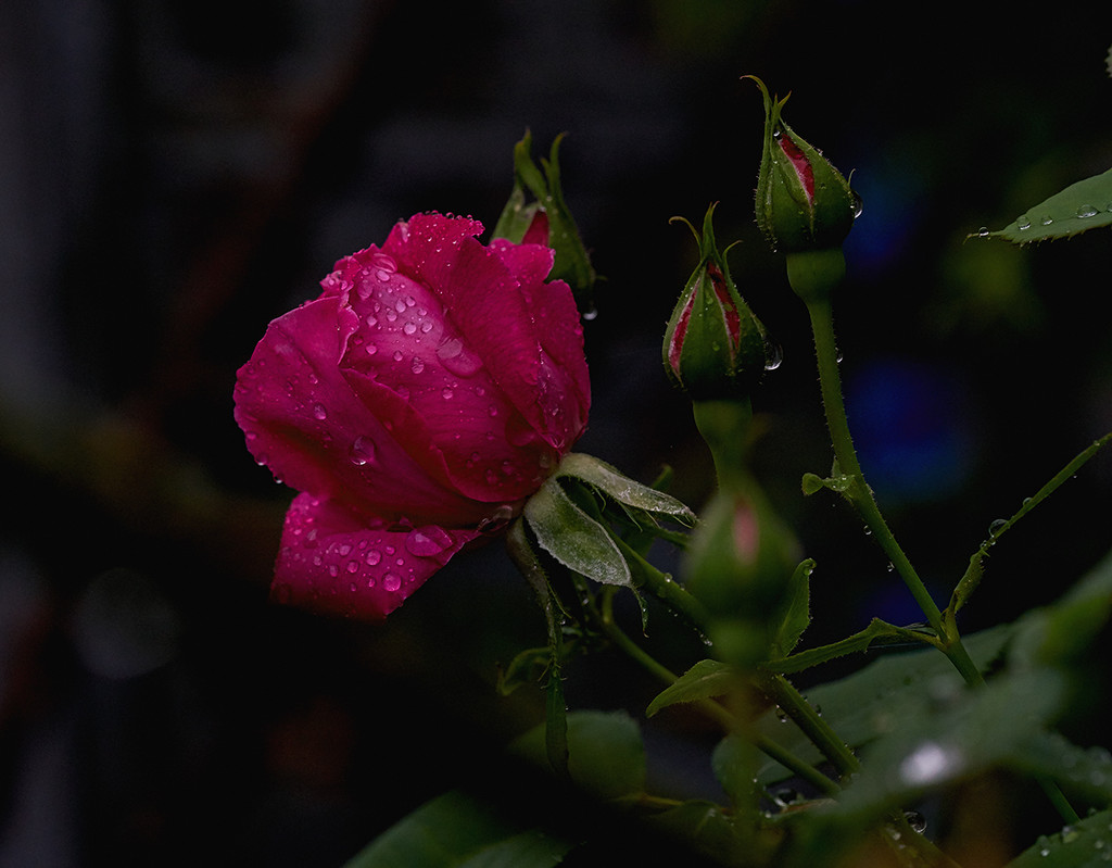 Dark Rose by gardencat