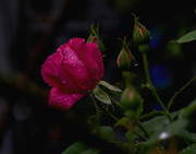 6th Jun 2016 - Dark Rose