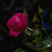 Dark Rose by gardencat