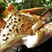 Tree fungi by rubyshepherd