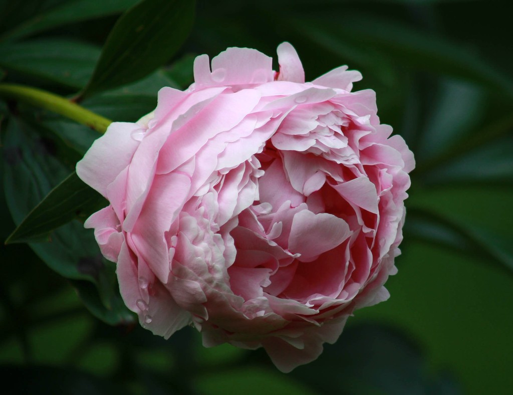 Just another peony shot by mittens