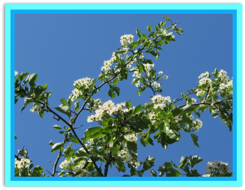 May blossom on a blue skied June day. by grace55