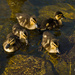 Ducklings by elisasaeter