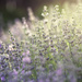Luminous Lavender by pflaume